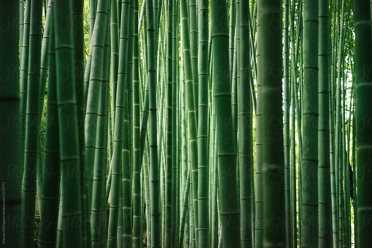 Bamboo Sports Bra – Bambann